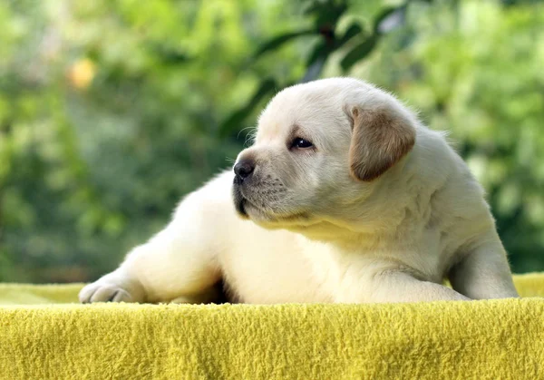 Pequeno filhote de cachorro labrador em um fundo amarelo — Fotografia de Stock