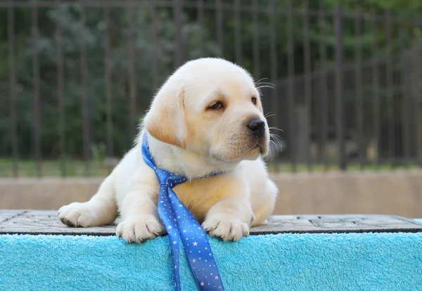 Pequeno filhote de cachorro labrador em um fundo azul — Fotografia de Stock