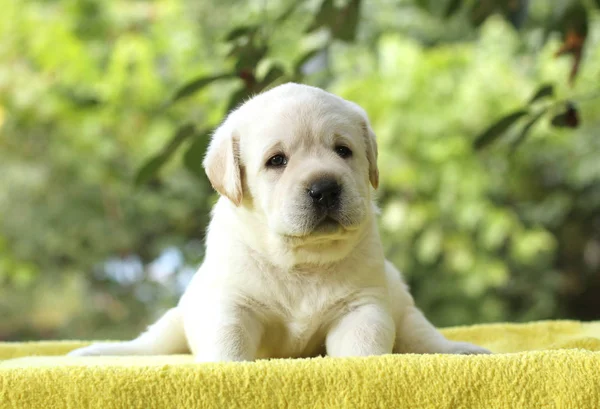 Pequeño cachorro labrador sobre un fondo amarillo — Foto de Stock