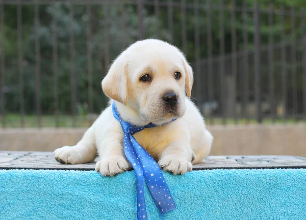 Um filhote de cachorro pequeno labrador em um fundo azul — Fotografia de Stock