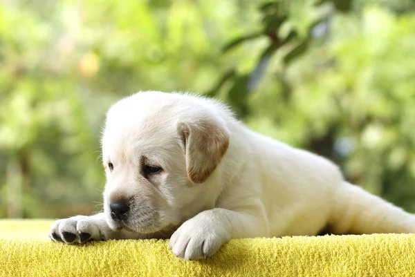 Der kleine Labrador-Welpe auf gelbem Hintergrund — Stockfoto