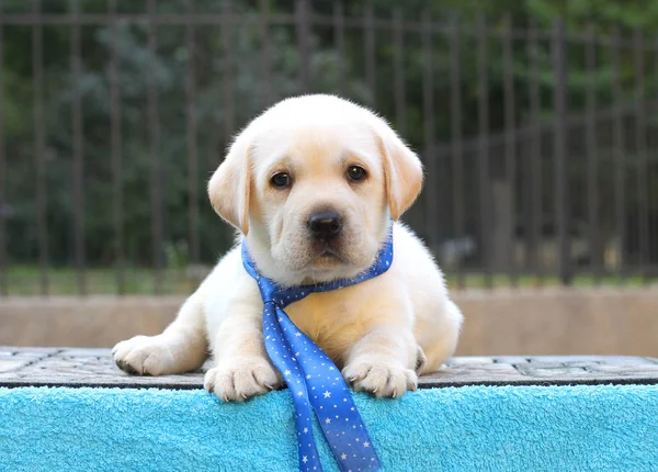 Un cachorrito labrador sobre fondo azul —  Fotos de Stock