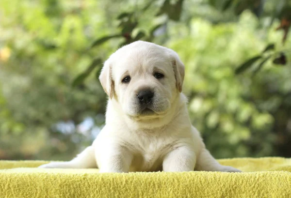 Labrador yavru sarı bir arka plan üzerinde — Stok fotoğraf