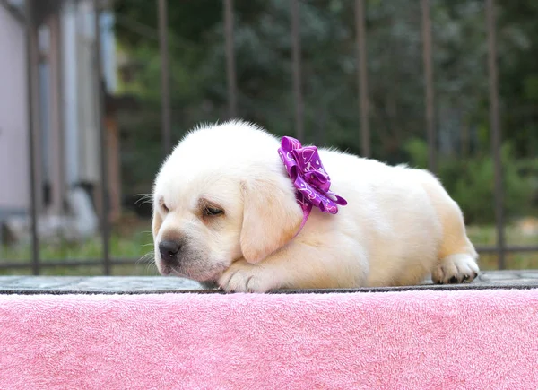 Um pequeno filhote de cachorro labrador bonito em um fundo rosa — Fotografia de Stock