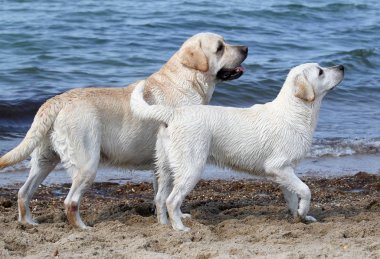 denizin kenarında iki Labrador'un