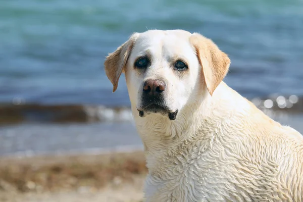 Een labrador door de zee-portret — Stockfoto