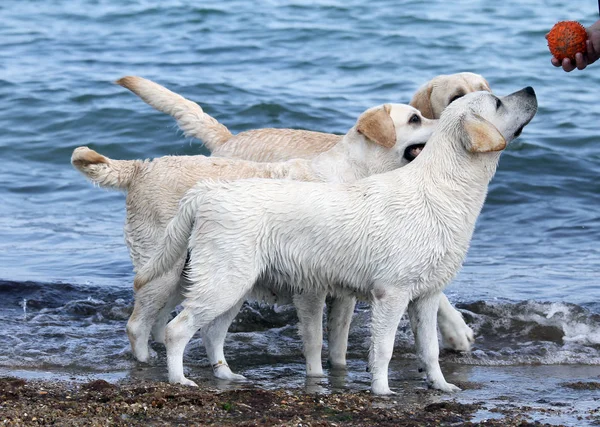 Three labradors by the sea — Stock Photo, Image