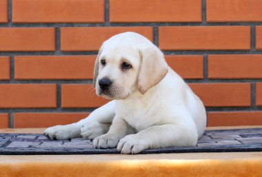 labrador yavrusu turuncu bir arka plan üzerinde