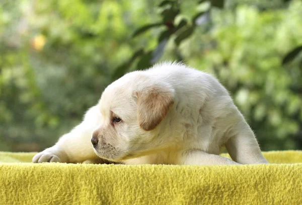 Liten labrador valp på gul bakgrund — Stockfoto