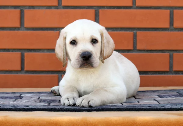 El perrito labrador sobre fondo naranja —  Fotos de Stock