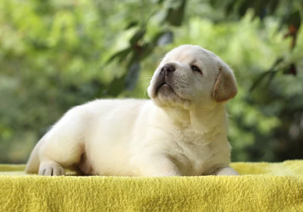 在黄色背景上一只拉布拉多小狗 — 图库照片