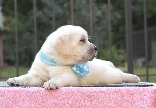 O filhote de cachorro pequeno labrador bonito em um fundo rosa — Fotografia de Stock