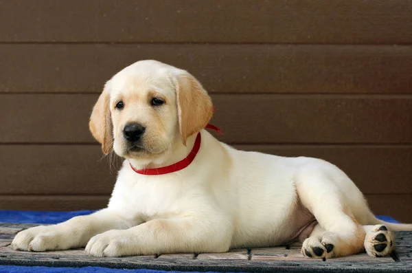 The little labrador puppy on a brown background — Stock Photo, Image