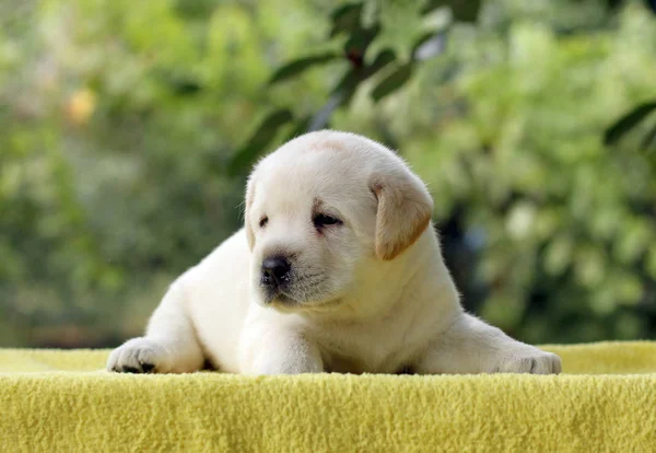 Ein kleiner Labrador-Welpe auf gelbem Hintergrund — Stockfoto