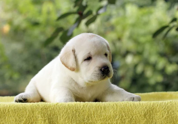 The little labrador puppy on a yellow background — Stock Photo, Image