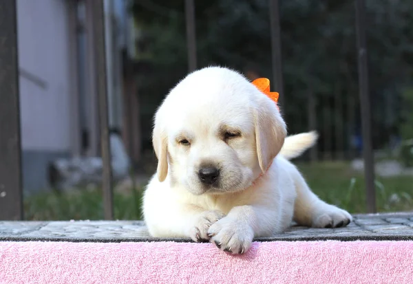 Pembe bir arka plan üzerinde küçük şirin labrador köpek yavrusu — Stok fotoğraf