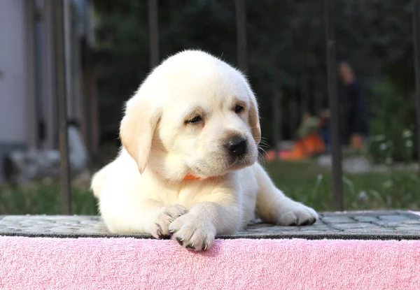 Den lille labrador hvalp på en lyserød baggrund - Stock-foto