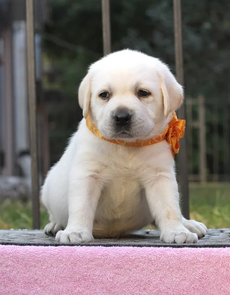 Un petit chiot labrador mignon sur fond rose — Photo