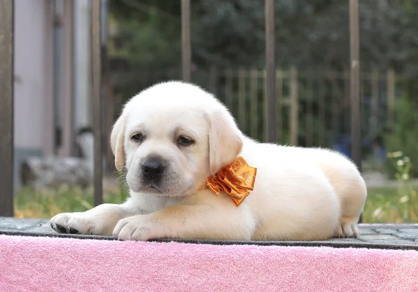 Little cute labrador puppy on a pink background — Stock Photo, Image