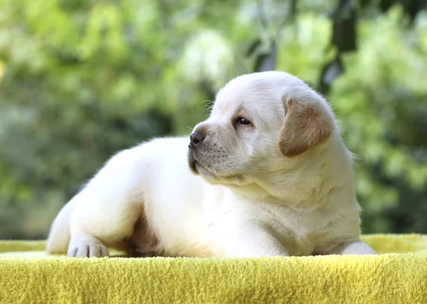 Petit chiot labrador sur fond jaune — Photo