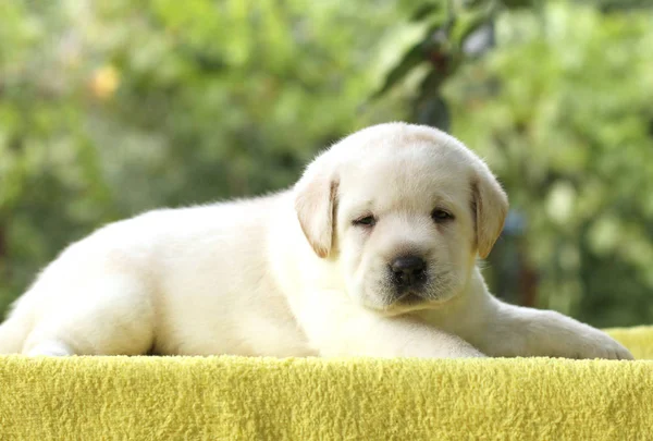 Malé štěně labrador na žlutém podkladu — Stock fotografie