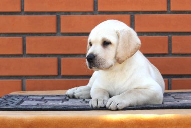 kahverengi bir arka plan üzerinde bir labrador köpek yavrusu