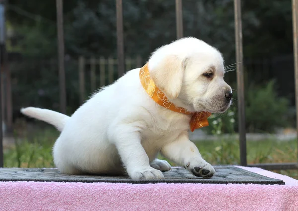 O filhote de cachorro pequeno labrador em um fundo rosa — Fotografia de Stock