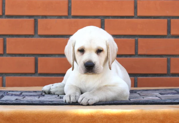 O filhote de cachorro pequeno labrador em um fundo marrom — Fotografia de Stock