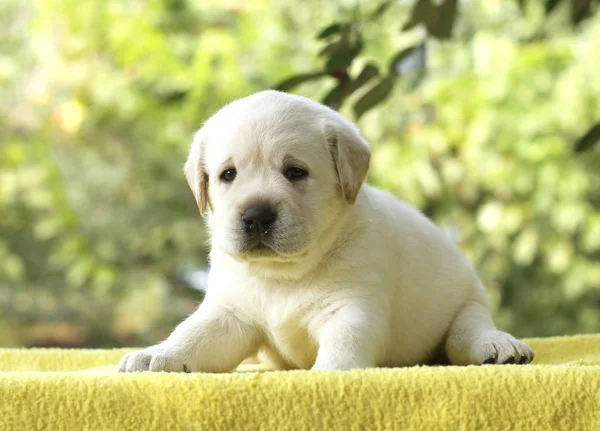 Ein kleiner Labrador-Welpe auf gelbem Hintergrund — Stockfoto