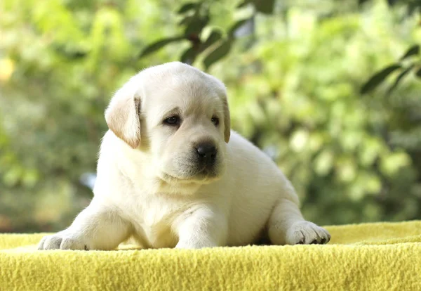 O filhote de cachorro pequeno labrador em um fundo amarelo — Fotografia de Stock