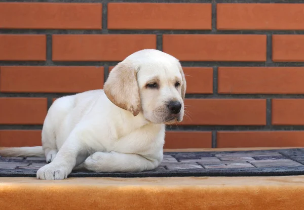 Kahverengi bir arka plan üzerinde köpek labrador yavrusu — Stok fotoğraf