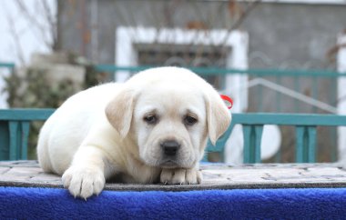mavi bir arka plan üzerinde şirin labrador yavrusu