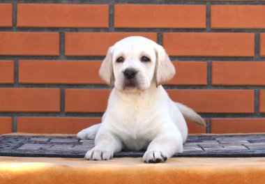 kahverengi bir arka plan üzerinde bir labrador köpek yavrusu
