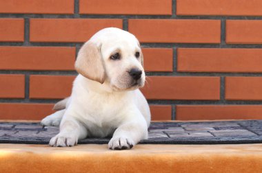 kahverengi bir arka plan üzerinde köpek labrador yavrusu