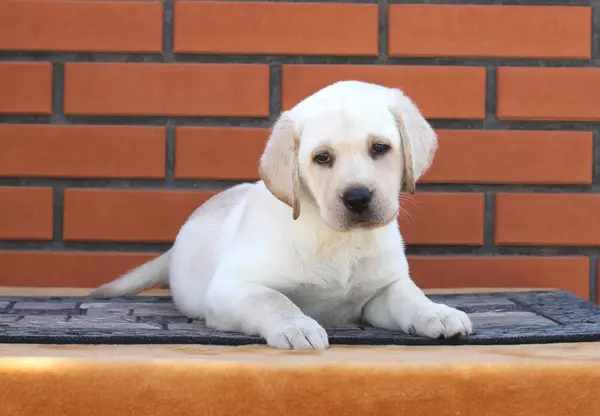 Lindo perrito labrador sobre un fondo marrón — Foto de Stock