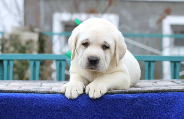 Un lindo perrito labrador sobre un fondo azul —  Fotos de Stock