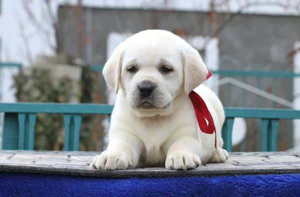 O filhote de cachorro pequeno labrador bonito em um fundo azul — Fotografia de Stock