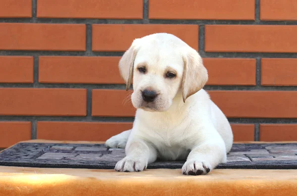 De kleine labrador pup op een bruine achtergrond — Stockfoto