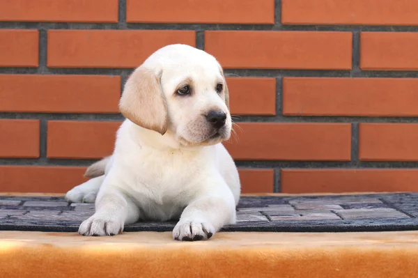 Pequeño cachorro labrador sobre un fondo marrón — Foto de Stock