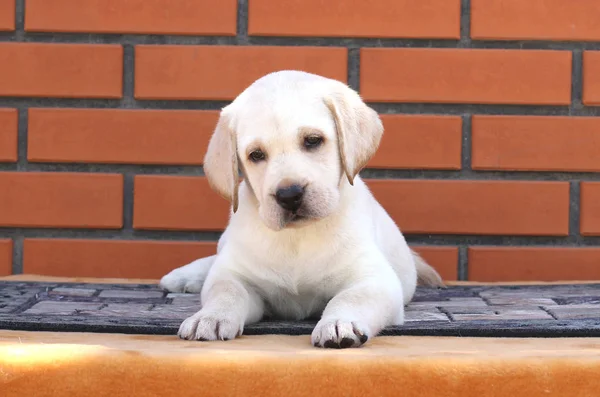 De kleine labrador pup op een bruine achtergrond — Stockfoto