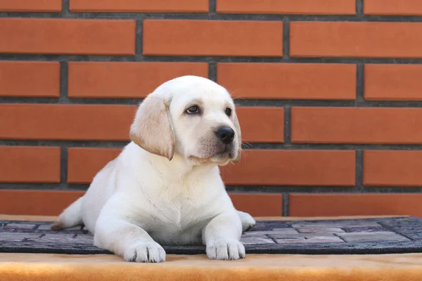 Um filhote de cachorro pequeno labrador em um fundo marrom — Fotografia de Stock