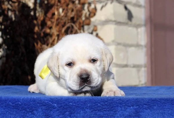青い背景に小さなラブラドールの子犬 — ストック写真
