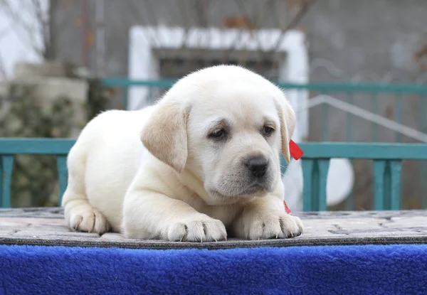 Piccolo cucciolo labrador carino su uno sfondo blu — Foto Stock