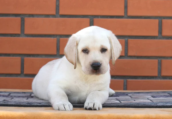 Ein kleiner Labrador-Welpe auf braunem Hintergrund — Stockfoto