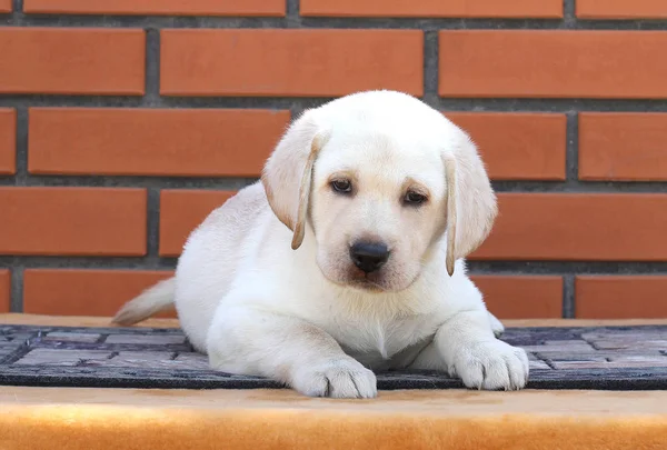 Labrador yavrusu kahverengi bir arka plan üzerinde — Stok fotoğraf