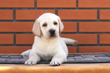 labrador yavrusu kahverengi bir arka plan üzerinde