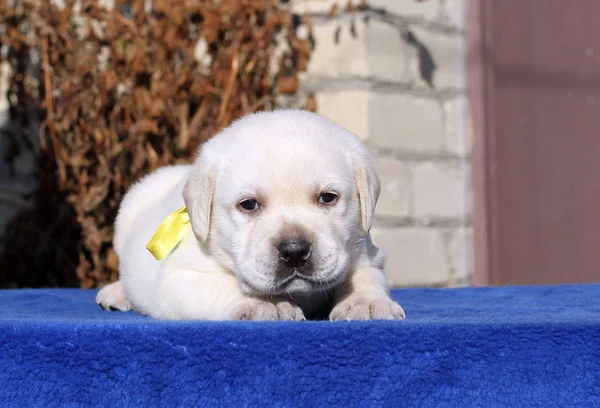 Un petit chiot labrador sur fond bleu — Photo