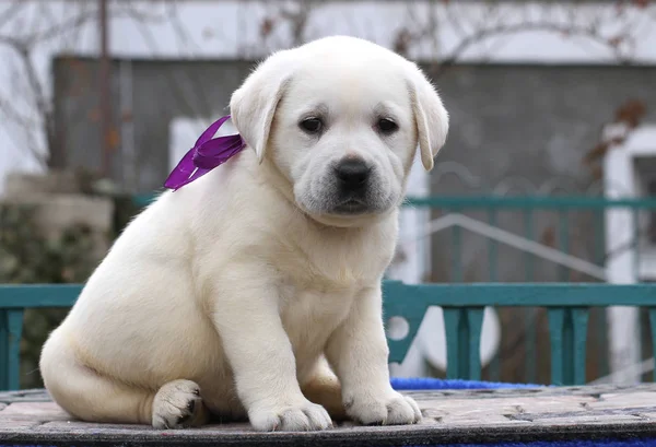 Bonito agradável pouco labrador filhote de cachorro em um fundo azul — Fotografia de Stock