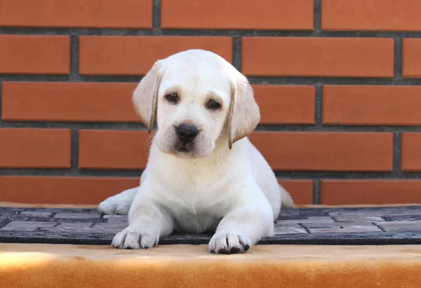 Um filhote de cachorro pequeno labrador em um fundo marrom — Fotografia de Stock