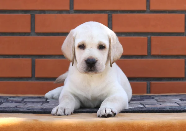 在棕色背景上的小拉布拉多犬。 — 图库照片